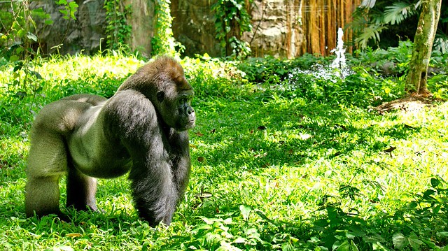 new-pendopo-sony-alpha