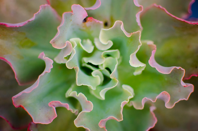 alun-alun-nikonian---part-13