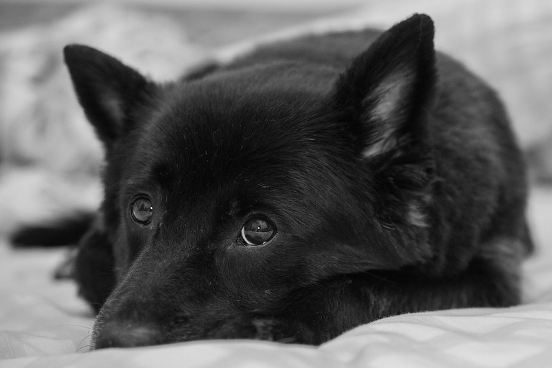 new-pendopo-sony-alpha