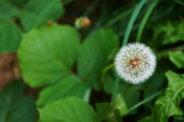 new-pendopo-sony-alpha