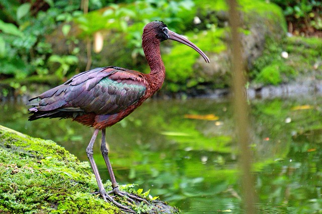 new-pendopo-sony-alpha