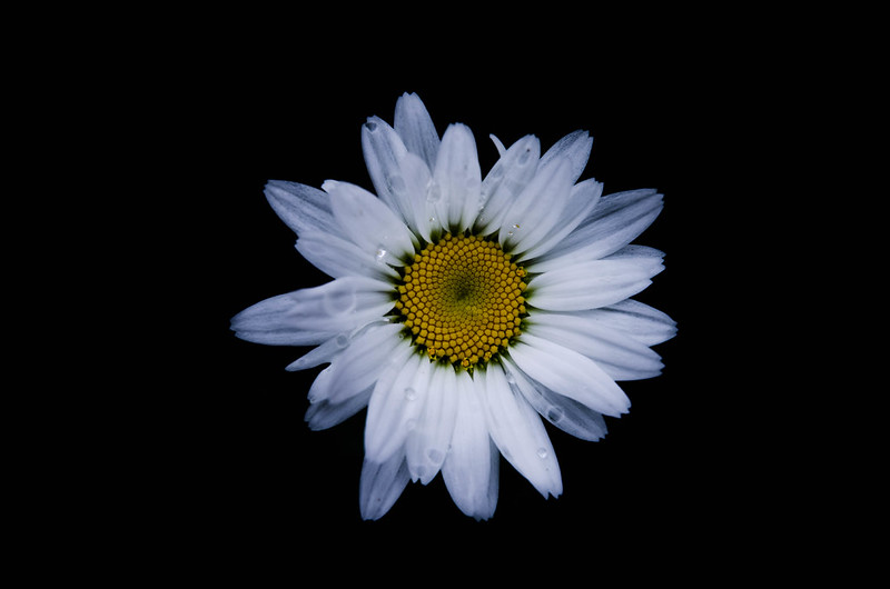 alun-alun-nikonian---part-13