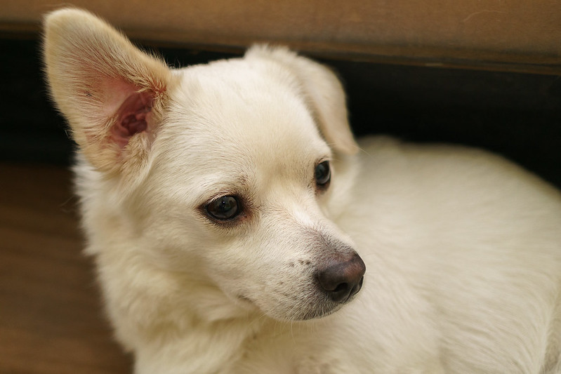 new-pendopo-sony-alpha