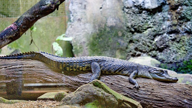 new-pendopo-sony-alpha