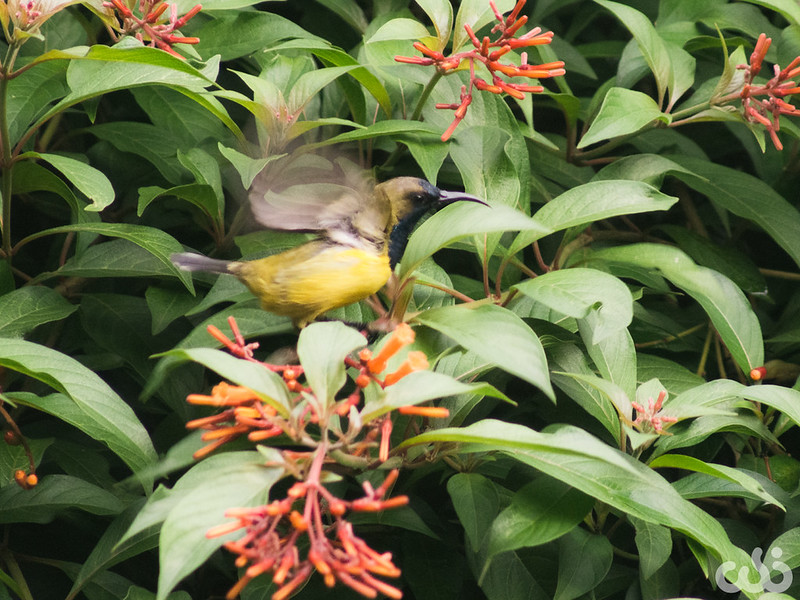 rumah-olympus---part-3