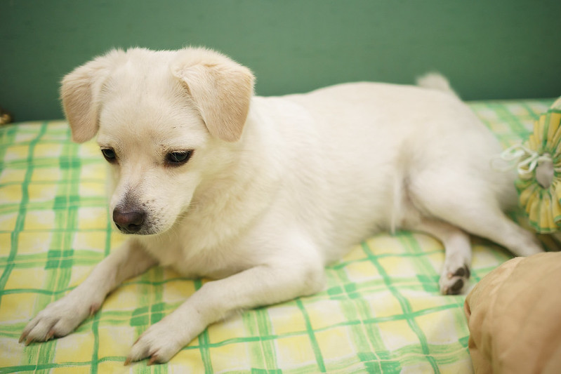 new-pendopo-sony-alpha