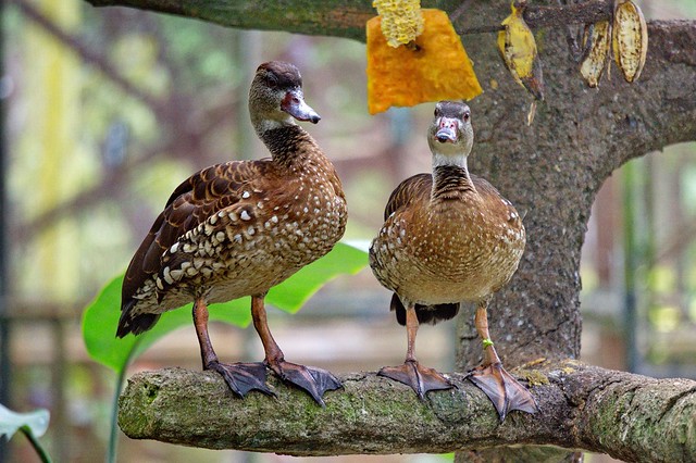 new-pendopo-sony-alpha