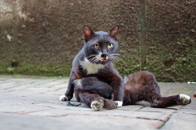 new-pendopo-sony-alpha