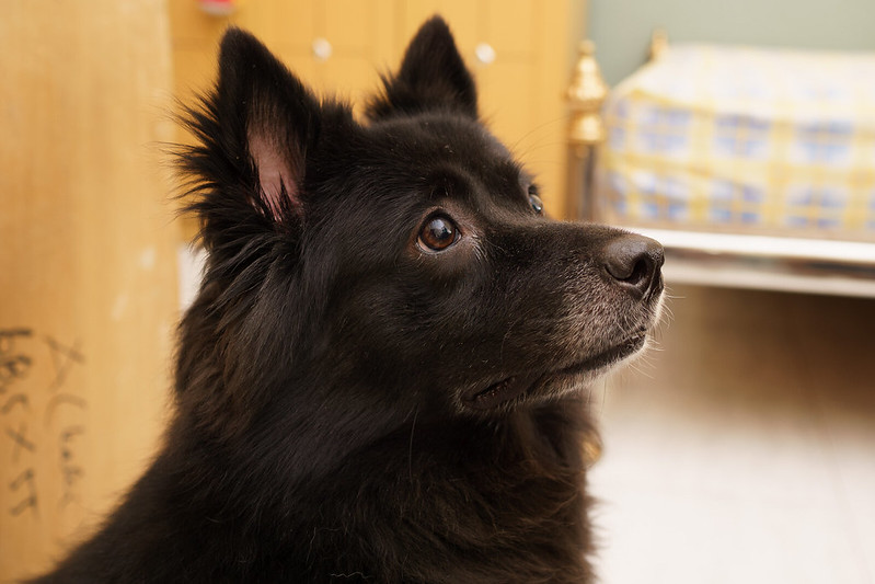 new-pendopo-sony-alpha