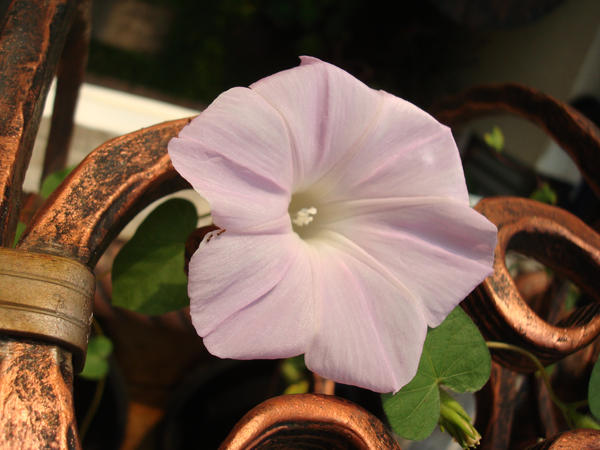 yang-suka-morning-glory-gabung-yuk