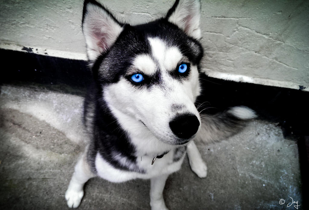 Hasil Persilangan Anjing Siberian Husky Yang Buat Agan MELTING ! MASUK !!