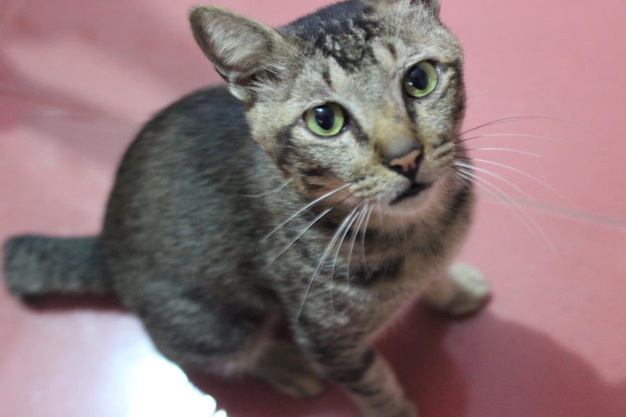 nongkrong-bareng-animal-photography