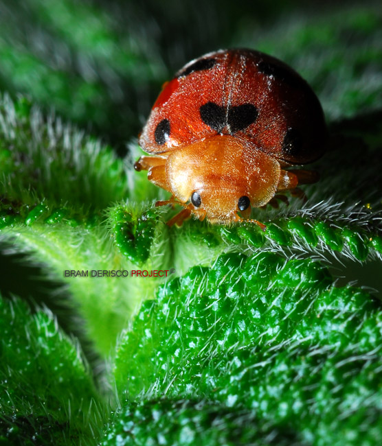 nongkrong-bareng-macro-micro-photography