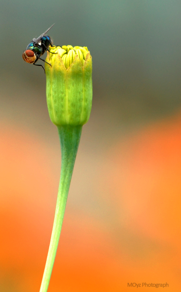 nongkrong-bareng-macro-micro-photography