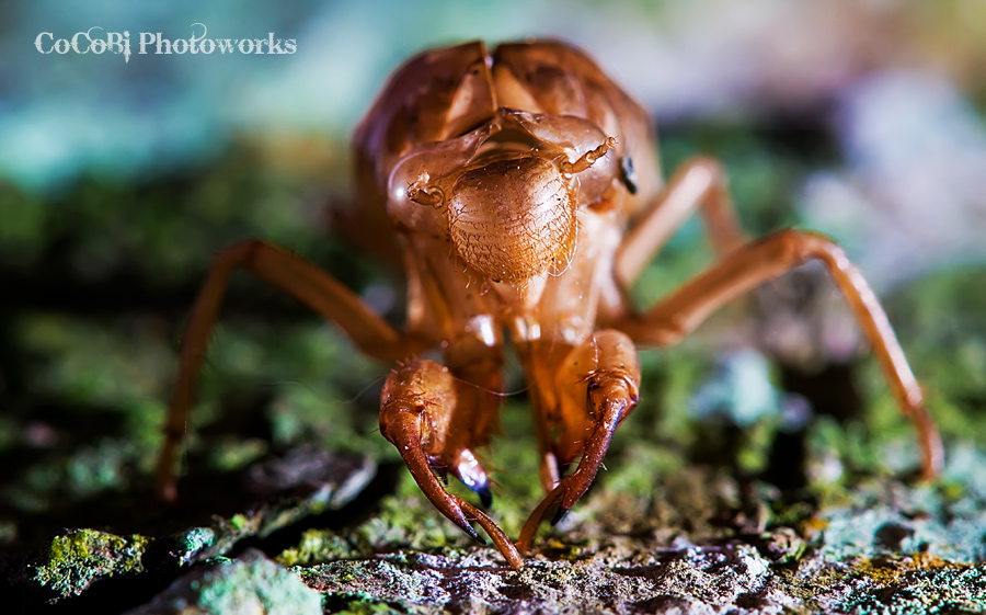 nongkrong-bareng-macro-micro-photography