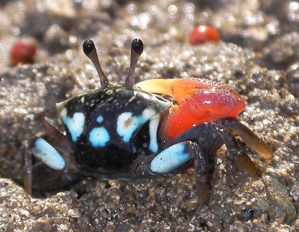 Kepiting Uca (Fiddler Crab) Yang Unik Dan Menawan