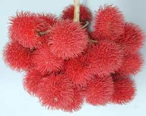 HELP! ane butuh bantuan dari serangan RAMBUTAN!