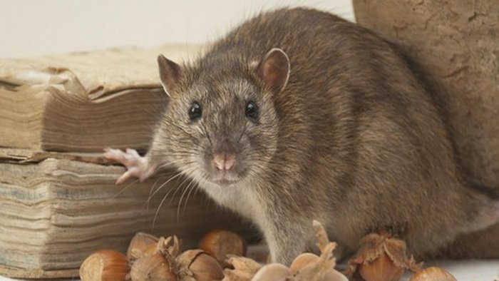 bikin-pemain-judi-online-ketar-ketir-pemerintah-buat-sistem-lacak-judi-online-bkk