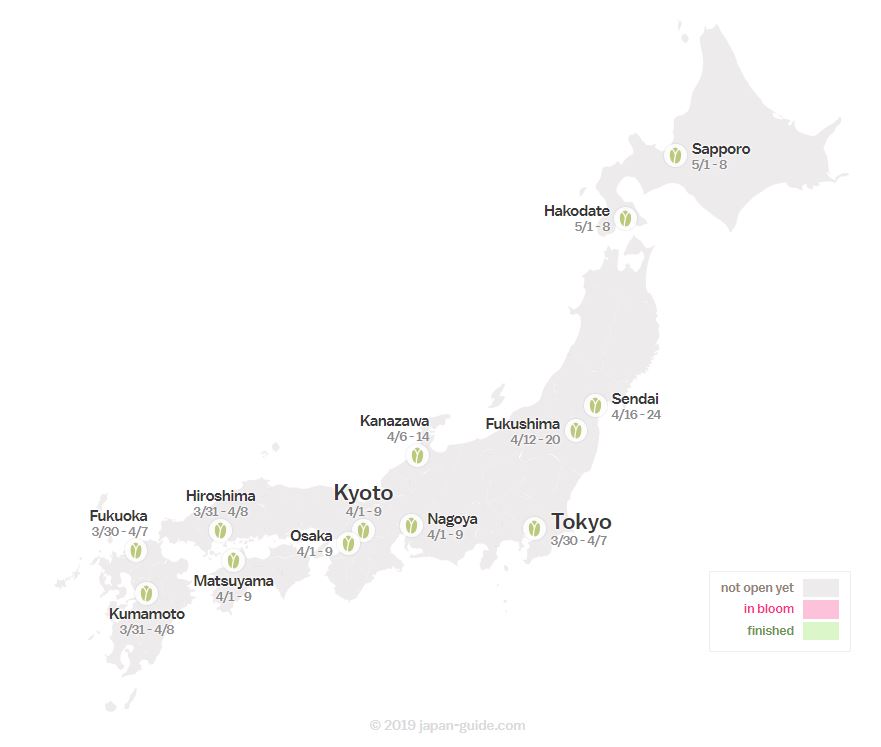 Sakura Jepang 2019 dan Tempat-tempat Terbaik untuk Menyaksikannya