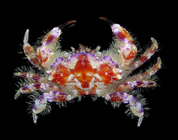 Warna Warni Dalam Kepiting di Dunia