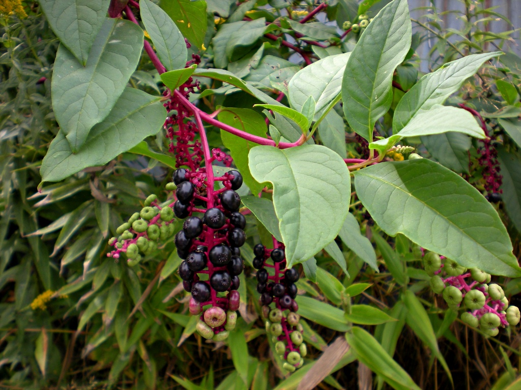 Mengenal Si Ginseng Palsu Korea (Phytolacca americana)