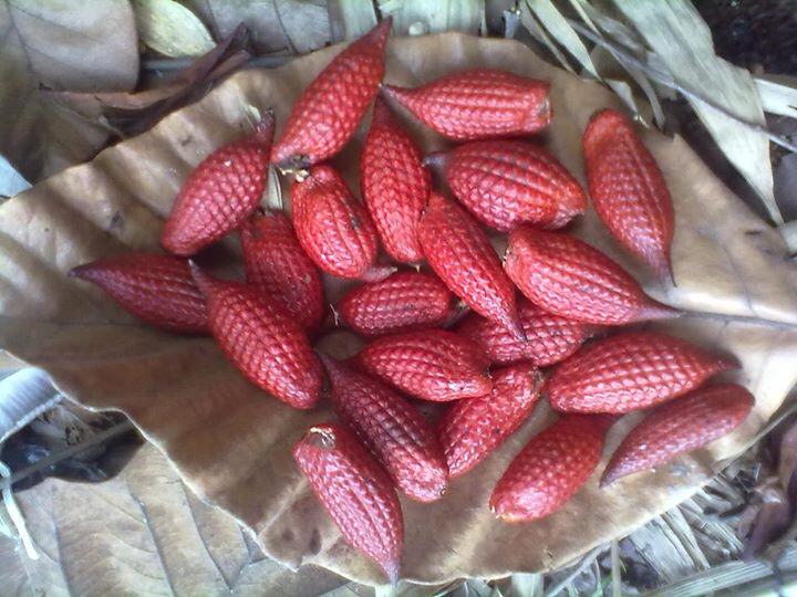 Favorit! Buah Dari Hutan Kalimantan Ini Sudah Mulai Langka! 