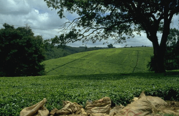 Mengulik Kebaikan Kopi dan Teh Bagi Kita