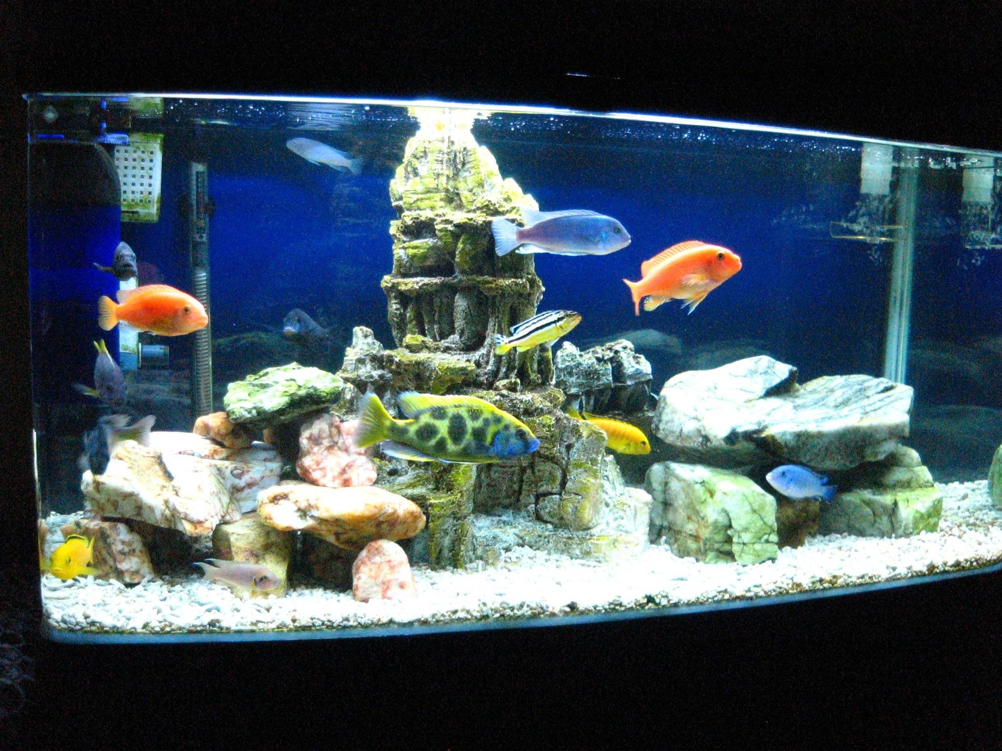 ikan hias untuk aquarium di kantor KASKUS