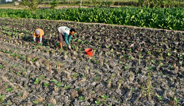 Sebanyak 120 Juta Anggota NU Gantungkan Nasib ke Industri Tembakau, PBNU Tolak Revis