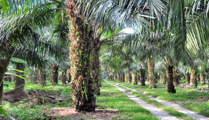 selain-wilmar-dan-musim-mas-ini-taipan-sawit-penerima-subsidi-biodiesel