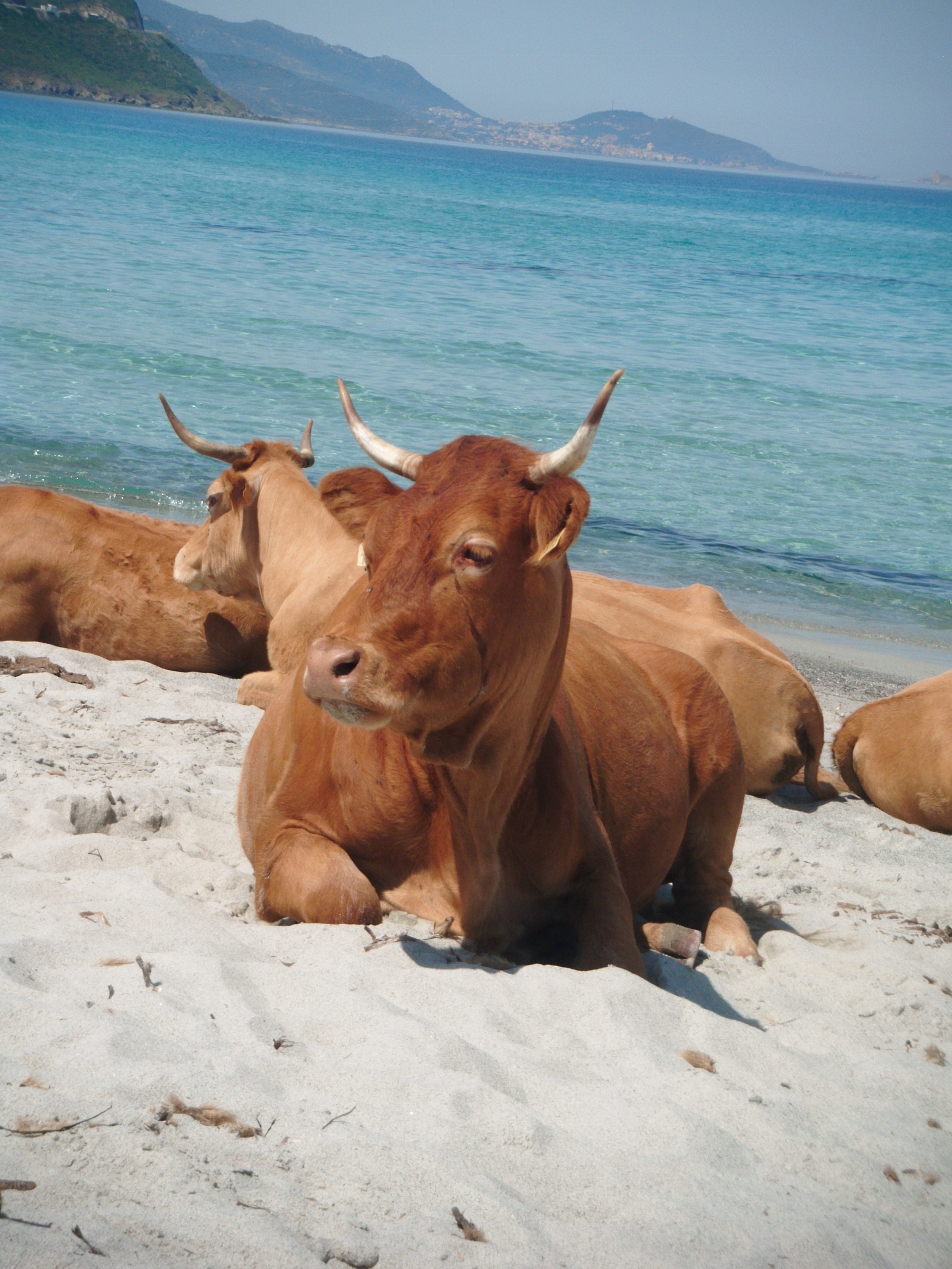 Di Pantai Ini Banyak Sapi Liar, Hati-hati Diseduruk Pas Selfie