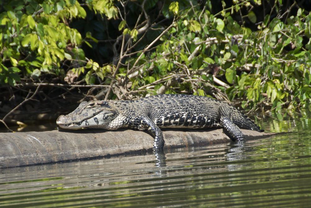 Hewan - Hewan Yang ada di Sungai Amazon