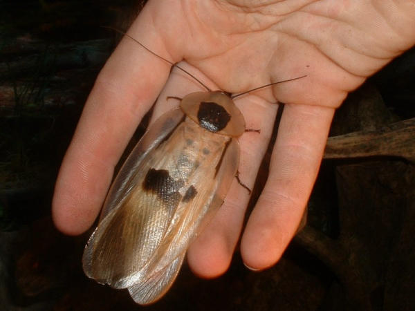 Blaberus Giganteus, Inilah Spesies Kecoa Terbesar Didunia