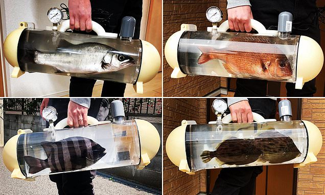 Ajak Ikan Peliharaanmu Jalan-jalan Sore Menggunakan Koper Mewah Buatan Jepang!