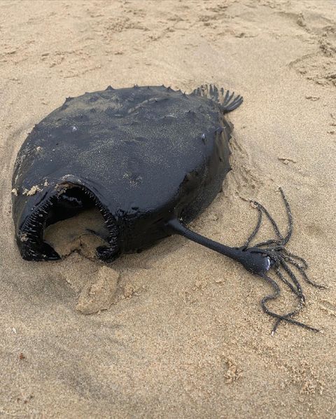 Makhluk Hitam Bermulut Besar Ditemukan di California, Makhluk Apa Ya?