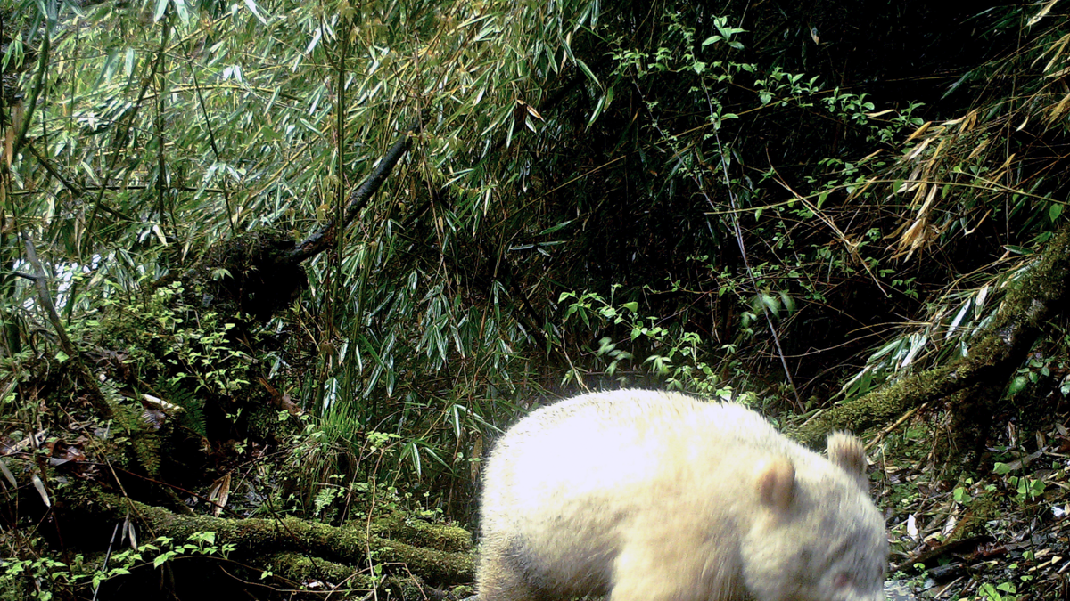 Panda Albino Pertama di Dunia Ditemukan, Penampakannya Mirip Beruang Kutub!