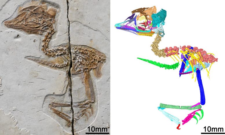 fosil-burung-serupa-t-rex-ditemukan-usianya-120-juta-tahun