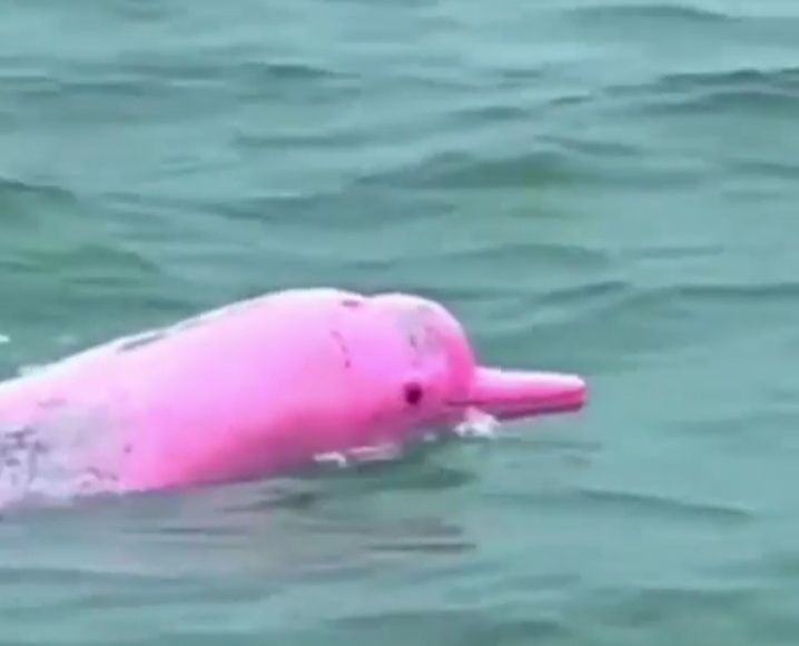 Ada Hewan Pink Berenang Di Lautan, Gan! Bukan Patrik, Melainkan Lumba-lumba Pink!