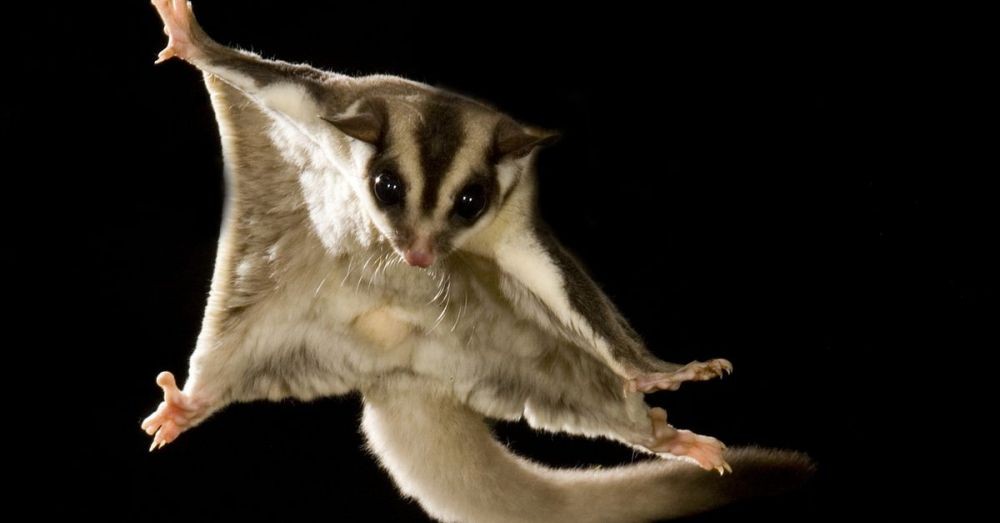 sugar-glider-hewan-mungil-dengan-harga-fantastis