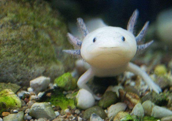 ikan yang punya tangan dan kaki ( unyu-unyu )