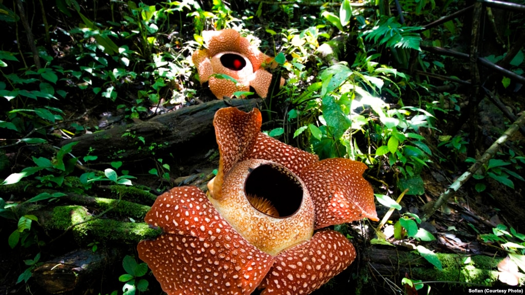 Fakta Unik Dibalik Keindahan Bunga Rafflesia Arnoldii