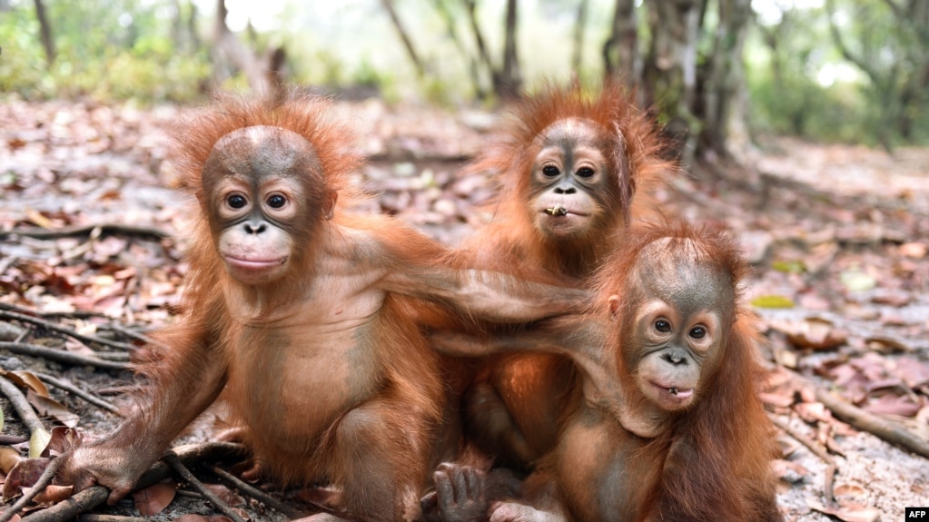 Sekolah Melepaskan Masa Lalu untuk Orangutan