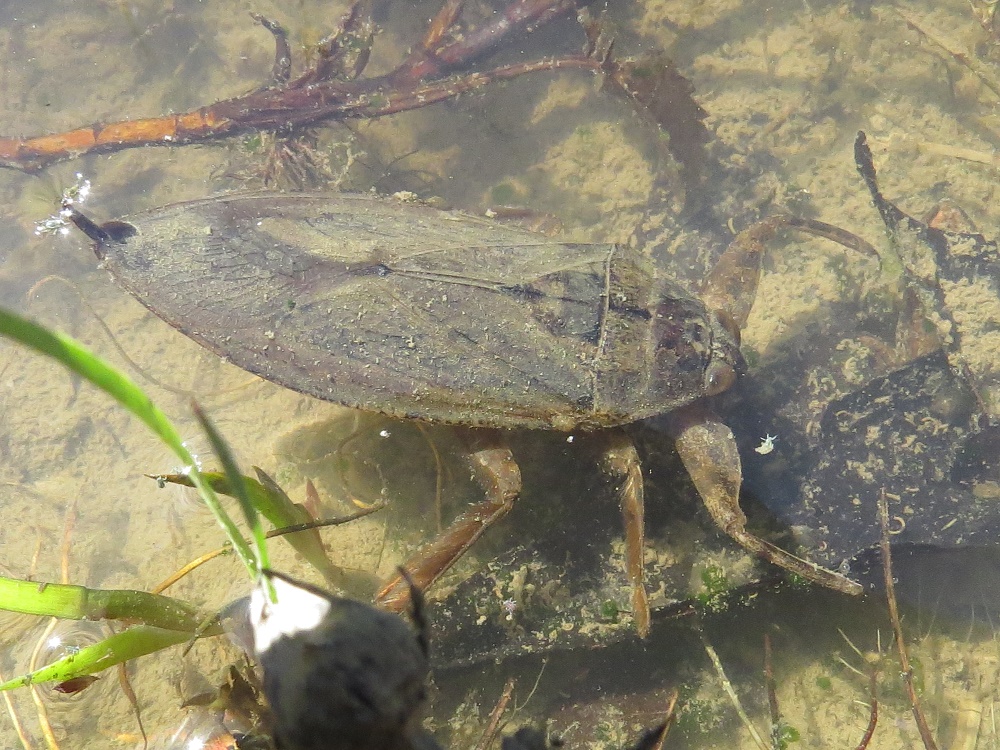 Giant Water Bug, serangga unik yang hidup di Air