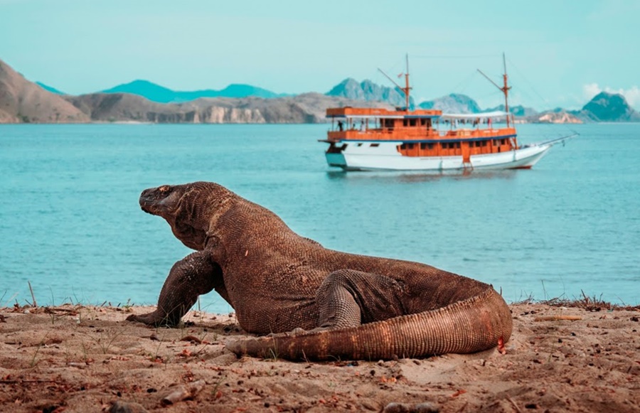 ini opini ane terkait penutupan dan kenaikan tarif ke pulau komodo
