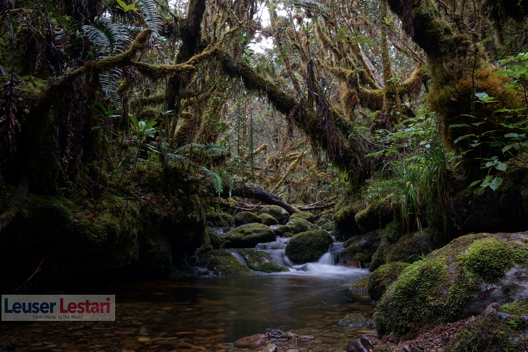 begini-keindahan-puncak-gunung-tersulit-jalur-tracking-di-asia-tenggara