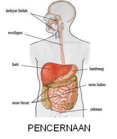 Melihat Proses Pencernaan Makanan