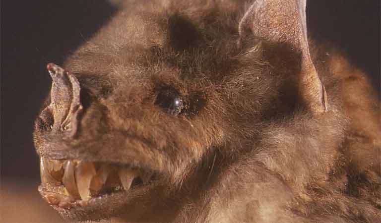 ahok-sebut-sempat-marah-sama-jokowi-kenapa