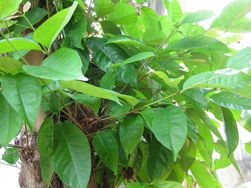 {serba 13} ====13 kegunaan daun di INDONESIA====