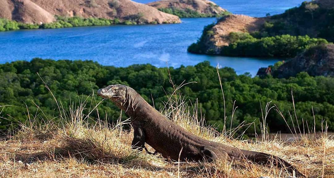 jk-tolak-penutupan-pulau-komodo