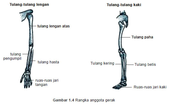 Hal-Hal Yang Enggak Masuk Akal Tentang Tulang Manusia